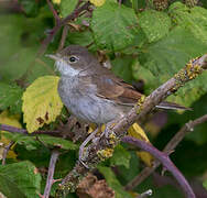 Common Whitethroat