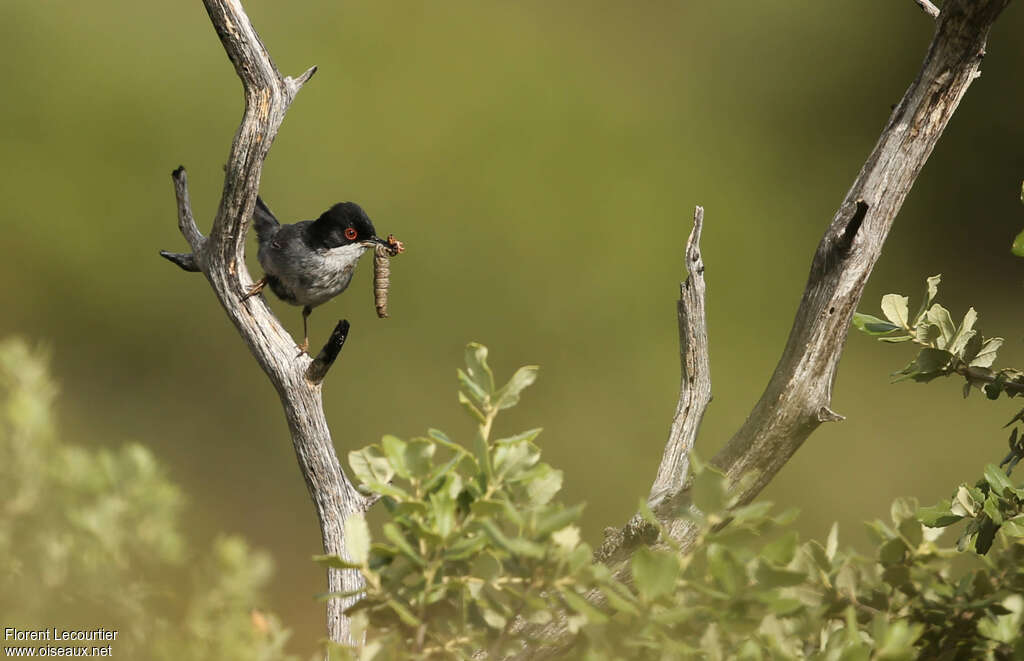 Sardinian Warbler male adult, feeding habits, Reproduction-nesting