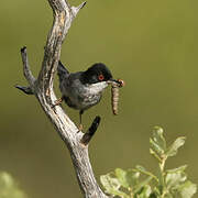 Sardinian Warbler