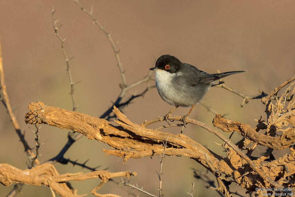 Sardinian Warbler male adult