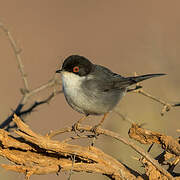 Sardinian Warbler