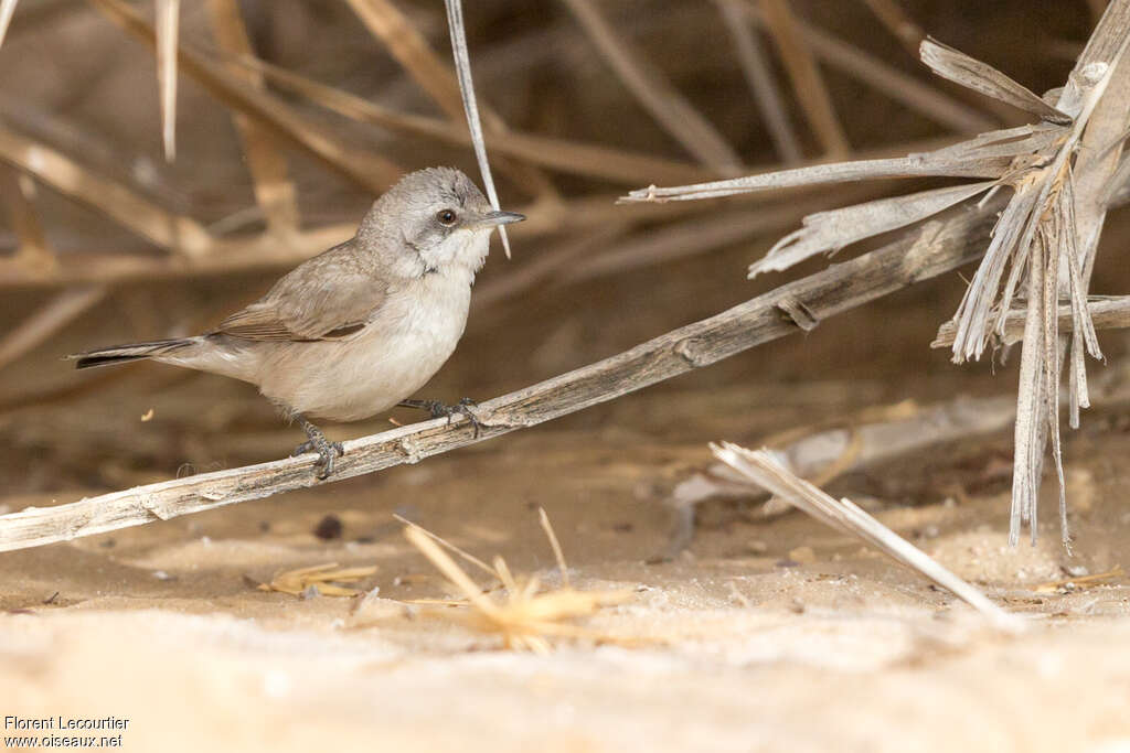 Fauvette minule, identification