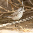 Fauvette minule