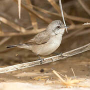 Desert Whitethroat