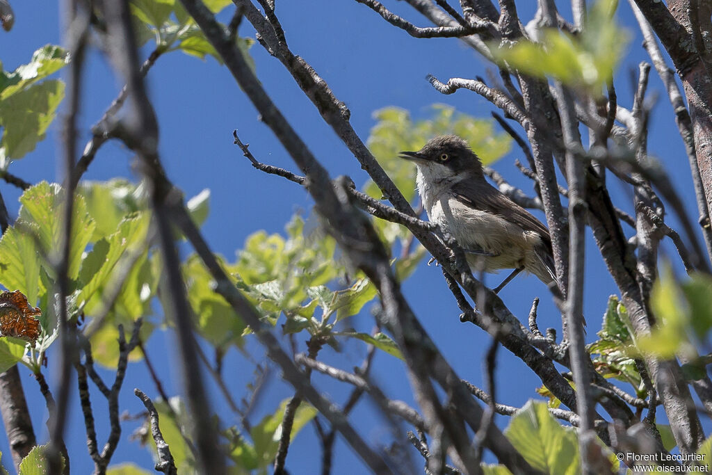 Western Orphean Warbler