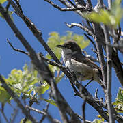 Western Orphean Warbler