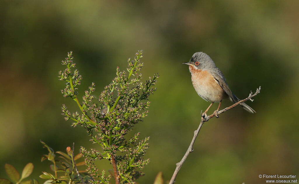 Western Subalpine Warbler