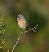 Western Subalpine Warbler