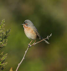 Fauvette passerinette