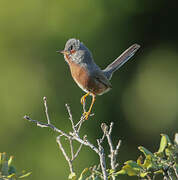 Dartford Warbler