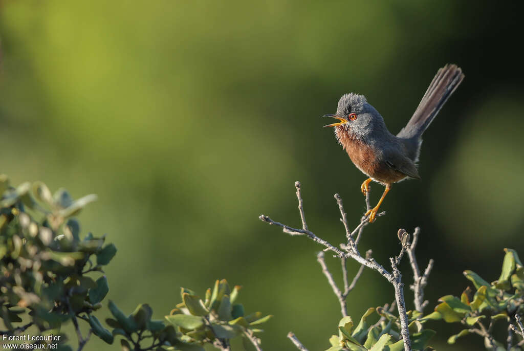 Dartford Warbler male adult, song