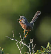 Dartford Warbler