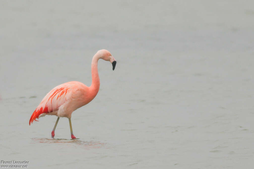 Chilean Flamingoadult breeding, identification