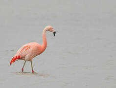 Chilean Flamingo