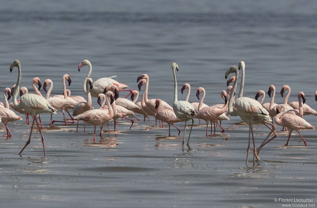 Lesser Flamingo