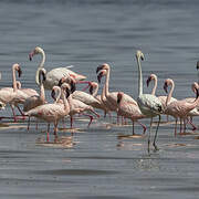 Lesser Flamingo