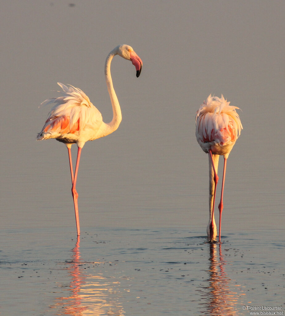 Flamant rose