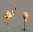 Flamant rose