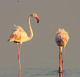 Flamant rose