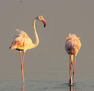 Flamant rose