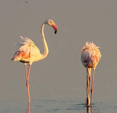 Flamant rose