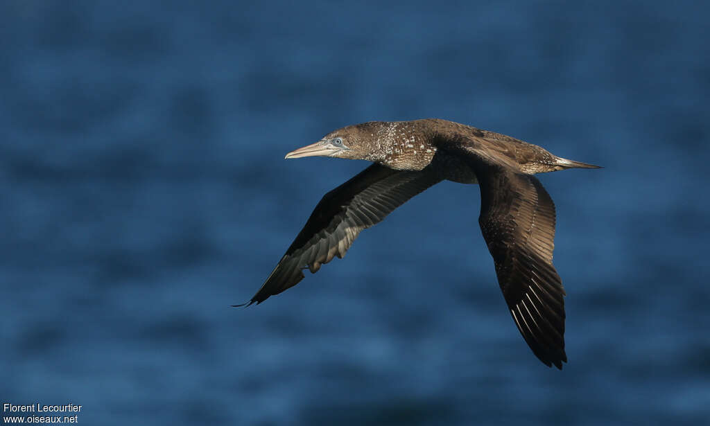 Fou de Bassanjuvénile, identification