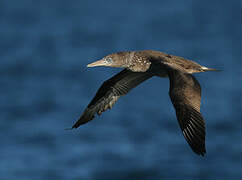 Northern Gannet