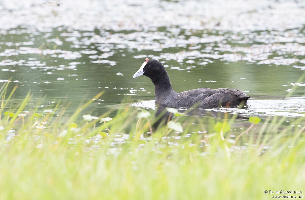 Red-knobbed Coot