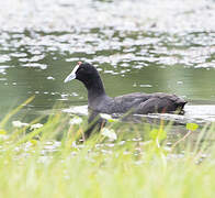 Red-knobbed Coot