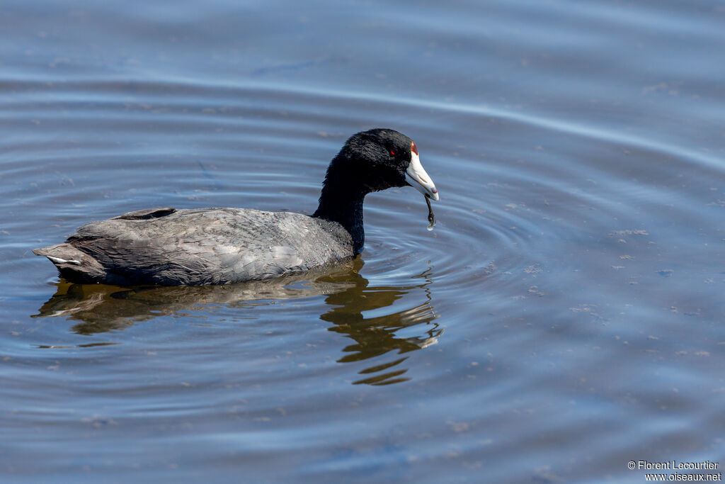 American Cootadult