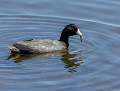 American Coot