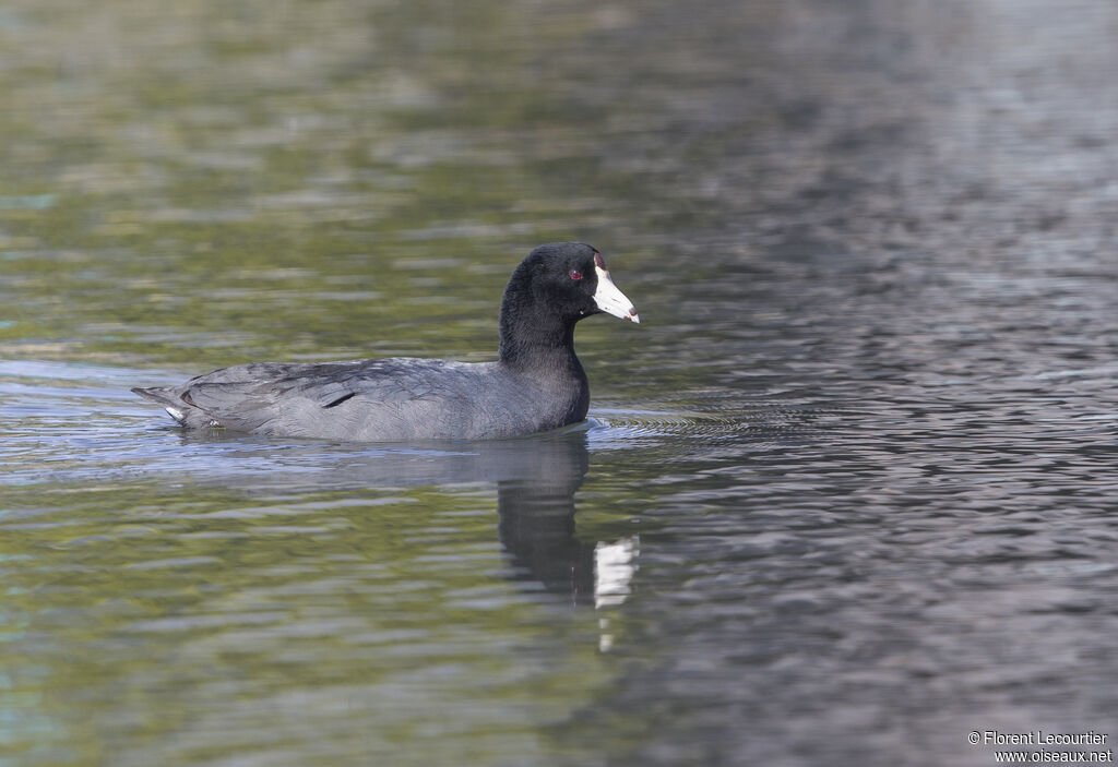 American Coot