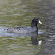 Foulque d'Amérique