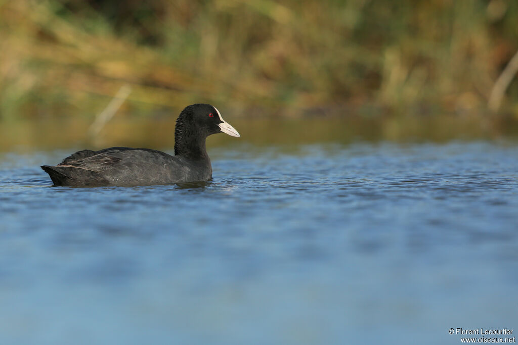 Eurasian Coot