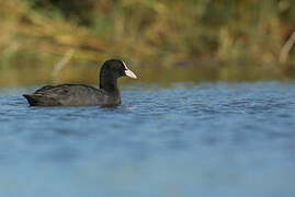 Eurasian Coot