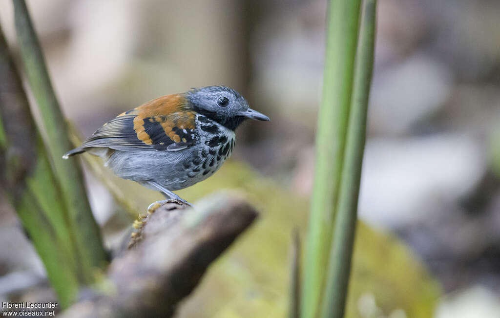 Spotted Antbird male adult, pigmentation