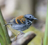 Spotted Antbird