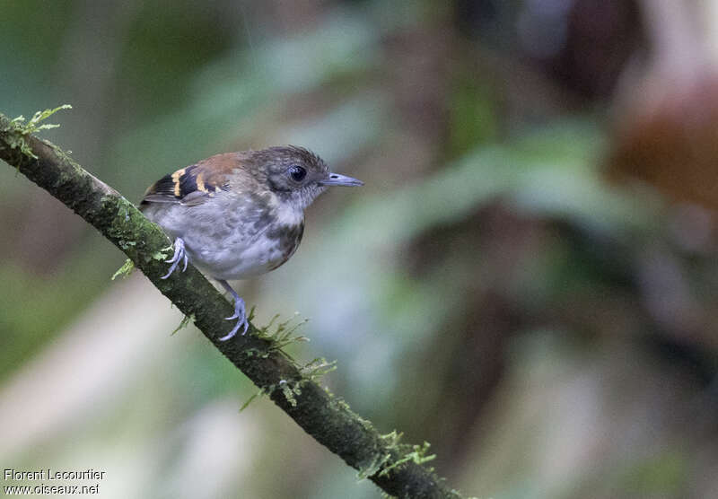 Spotted Antbird female adult, close-up portrait
