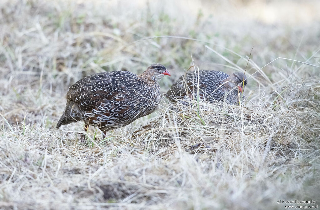 Francolin à cou roux