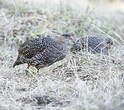 Francolin à cou roux
