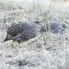 Francolin à cou roux