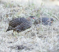 Chestnut-naped Spurfowl