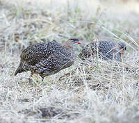 Francolin à cou roux