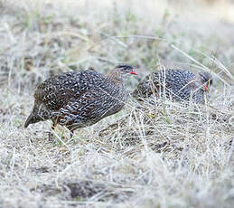 Francolin à cou roux