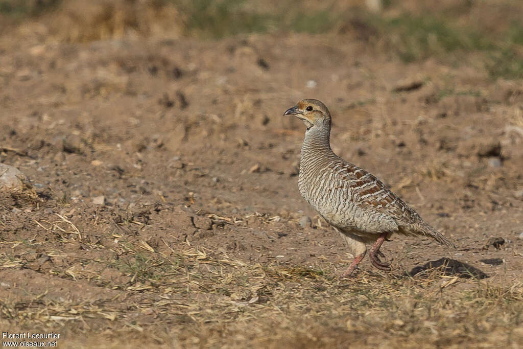 Francolin grisadulte, identification