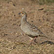 Francolin gris