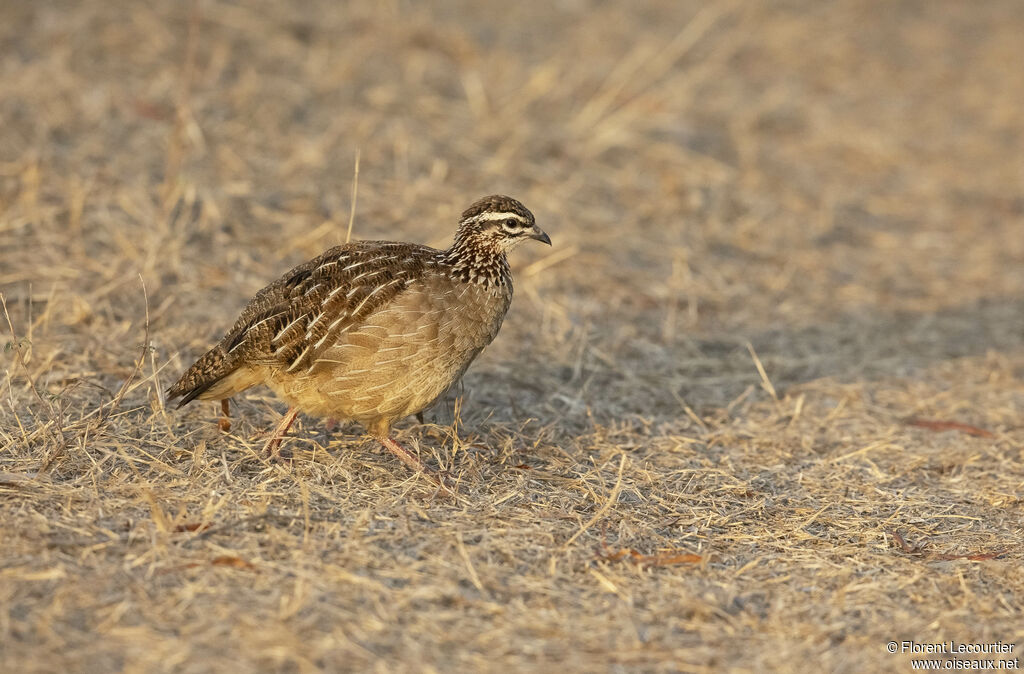 Francolin huppé