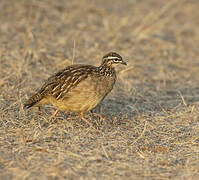 Crested Francolin