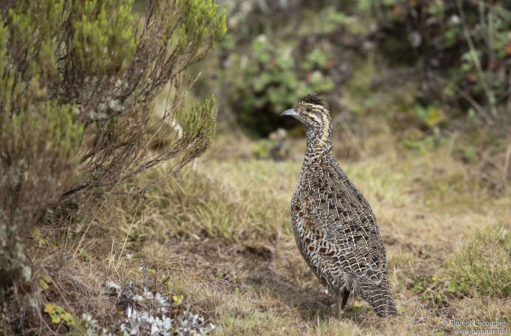 Francolin montagnard