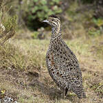 Francolin montagnard